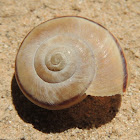 Desert Snail Shell