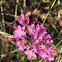 Common centaury