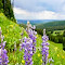 Item logo image for Yellowstone Wildflowers