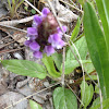 Selfheal or Heal-all