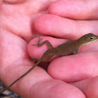 Carolina Anole