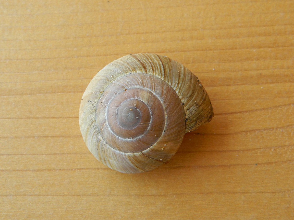 Zonites land snail