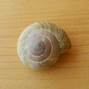 Zonites land snail