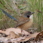 Purple-crowned Fairy-wren ( Female)