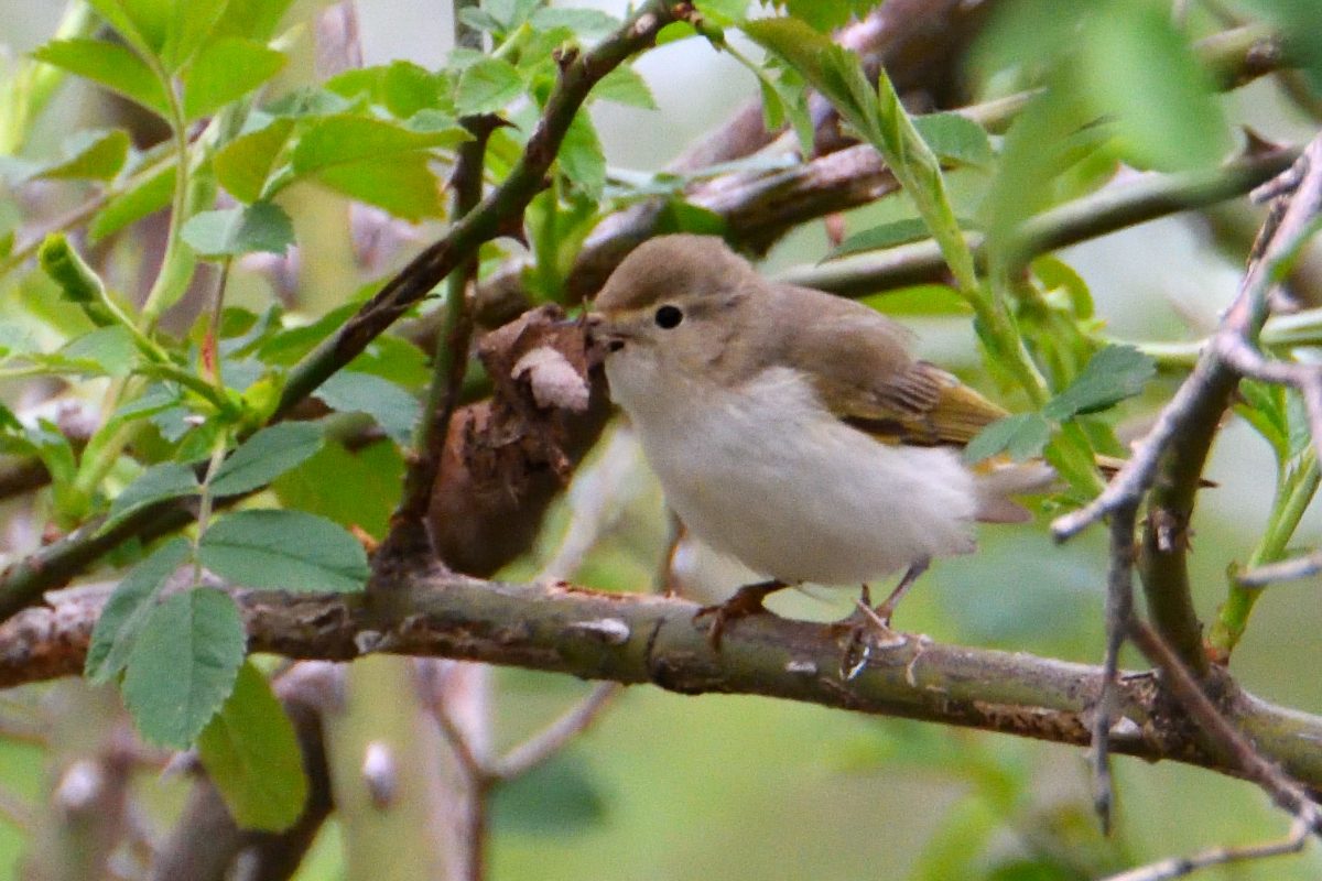 Western Bonelli's warbler; Mosquitero papialbo