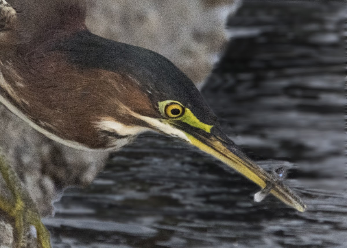 Green Heron