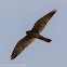 Kestrel; Cernícalo Real