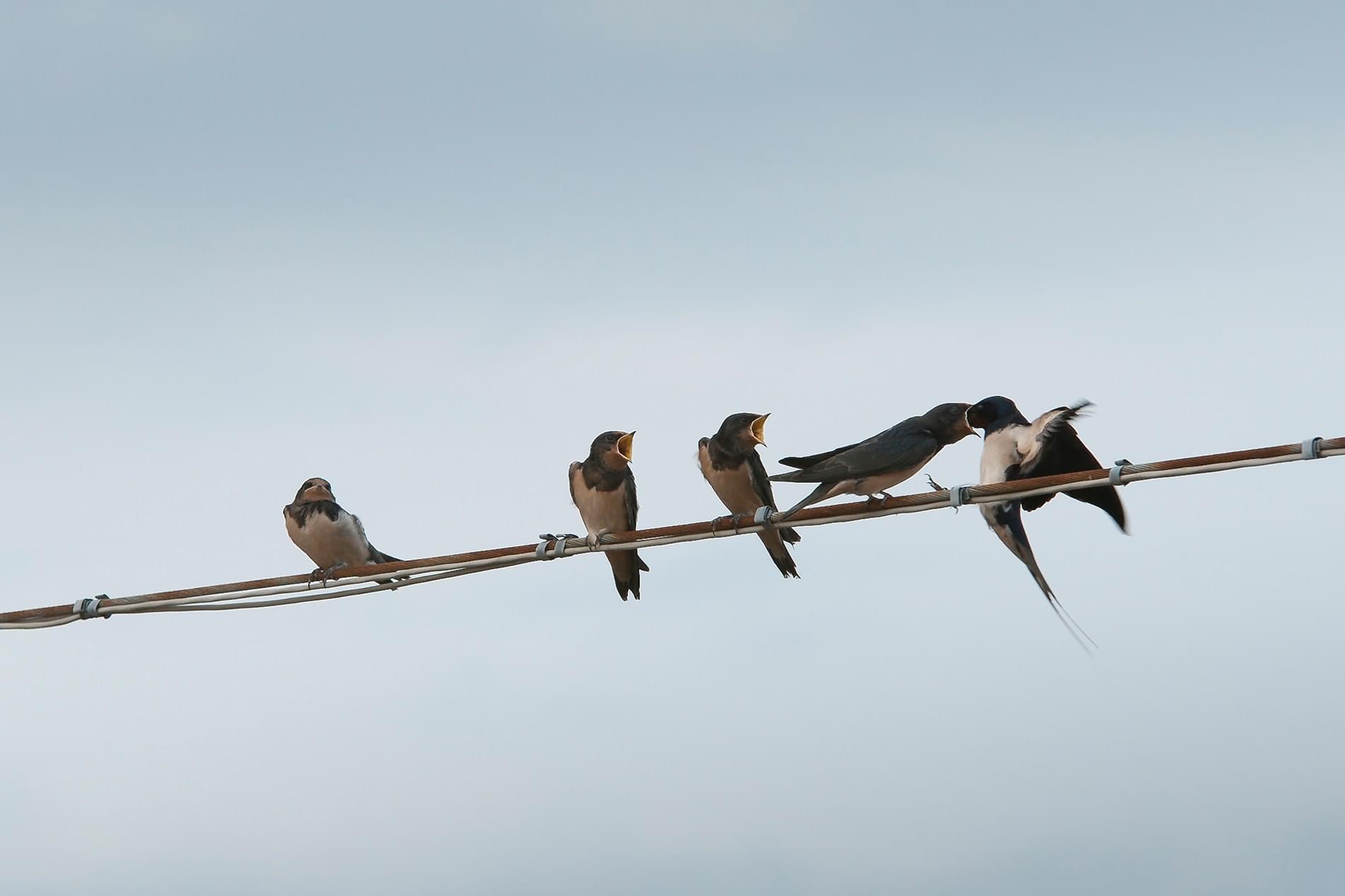 Connessione naturale  di gabrielecollini