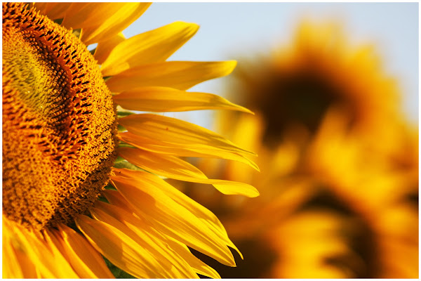 Portami il girasole impazzito di luce di E l i s a E n n E