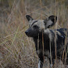 African wild dog