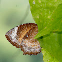 Common Palmfly