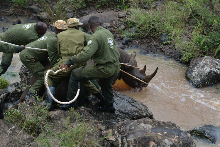 Kenya Wildlife Service Veterinary and Capture Rangers rescuing a black Rhino from a river at the Nairobi National Park on January 16, 2024.