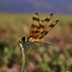 Halloween Pennant