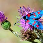 Five-spot Burnet; Gitana de cinco puntos