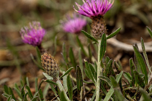 Centaurea gallaecica