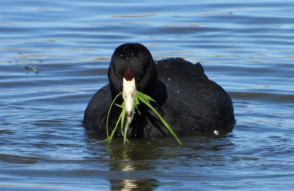 American coot