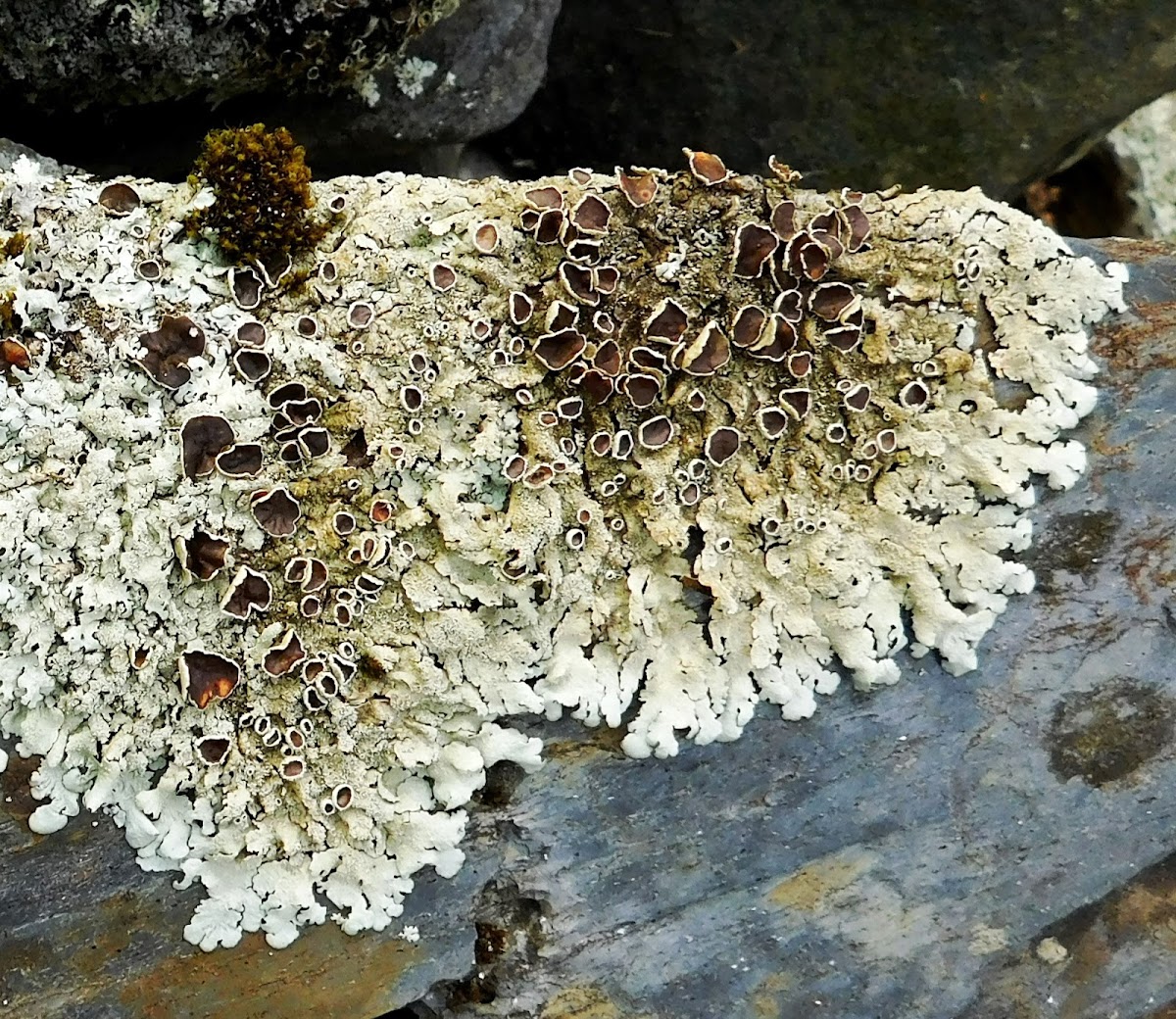 Cumberland Rock Shield