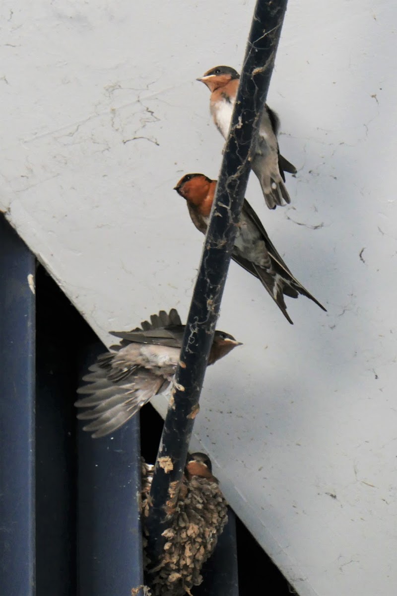 Welcome Swallow (chicks with adult)