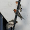 Welcome Swallow (chicks with adult)