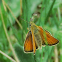 Large Skipper