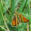 Large Skipper