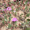 Pink Sand Verbena