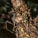 Acrogonyleptes (?) Harvestman / Opilião-Acrogonyleptes (?)