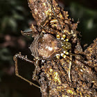 Acrogonyleptes (?) Harvestman / Opilião-Acrogonyleptes (?)