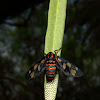 Wasp Moth