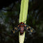 Wasp Moth