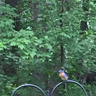 Eastern Bluebird