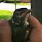 American Robin, fledgeling