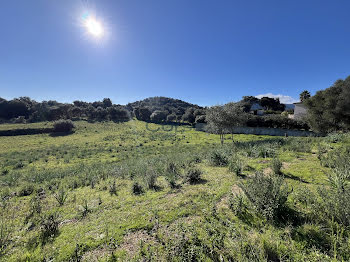 terrain à batir à Afa (2A)