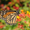 Monarch butterfly