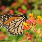 Monarch butterfly