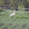 eurasian spoonbill