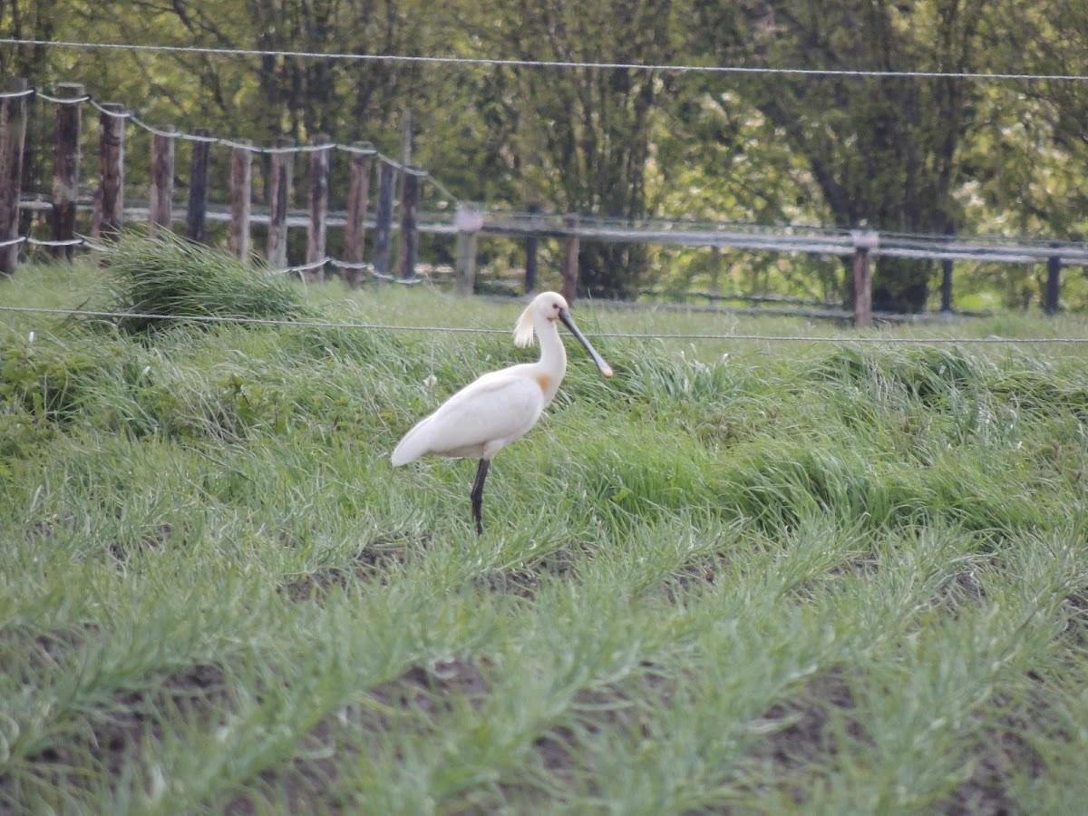 eurasian spoonbill