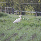 eurasian spoonbill