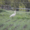 eurasian spoonbill