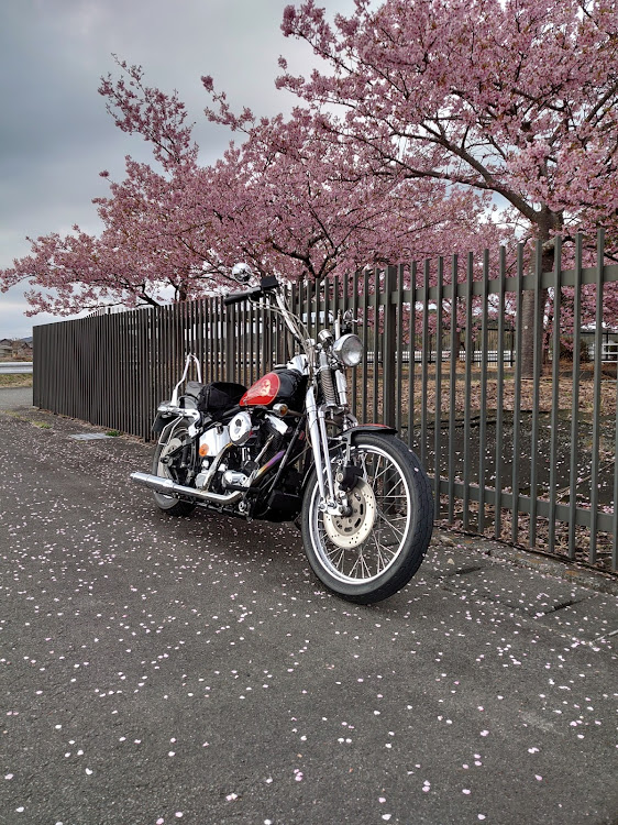 はれしゃんさんが投稿したすみません、バイクネタで・河津桜とコラボに関するカスタム事例の投稿画像1枚目