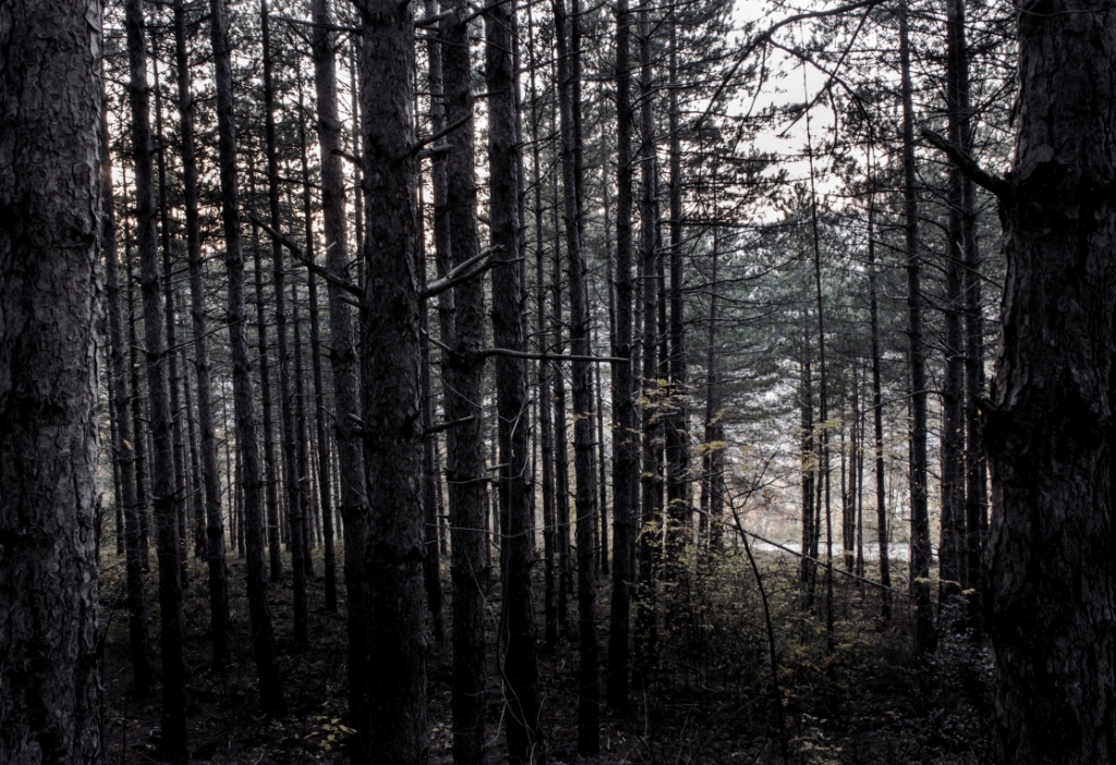 Dark Forest di francescomaffei