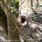 Bird nest