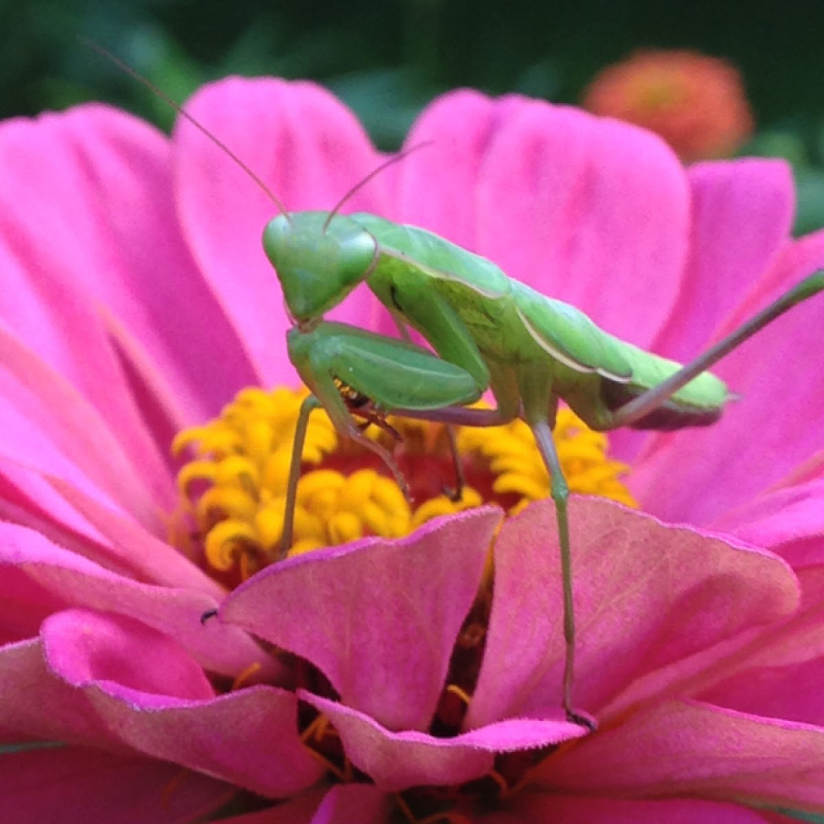 European Mantis