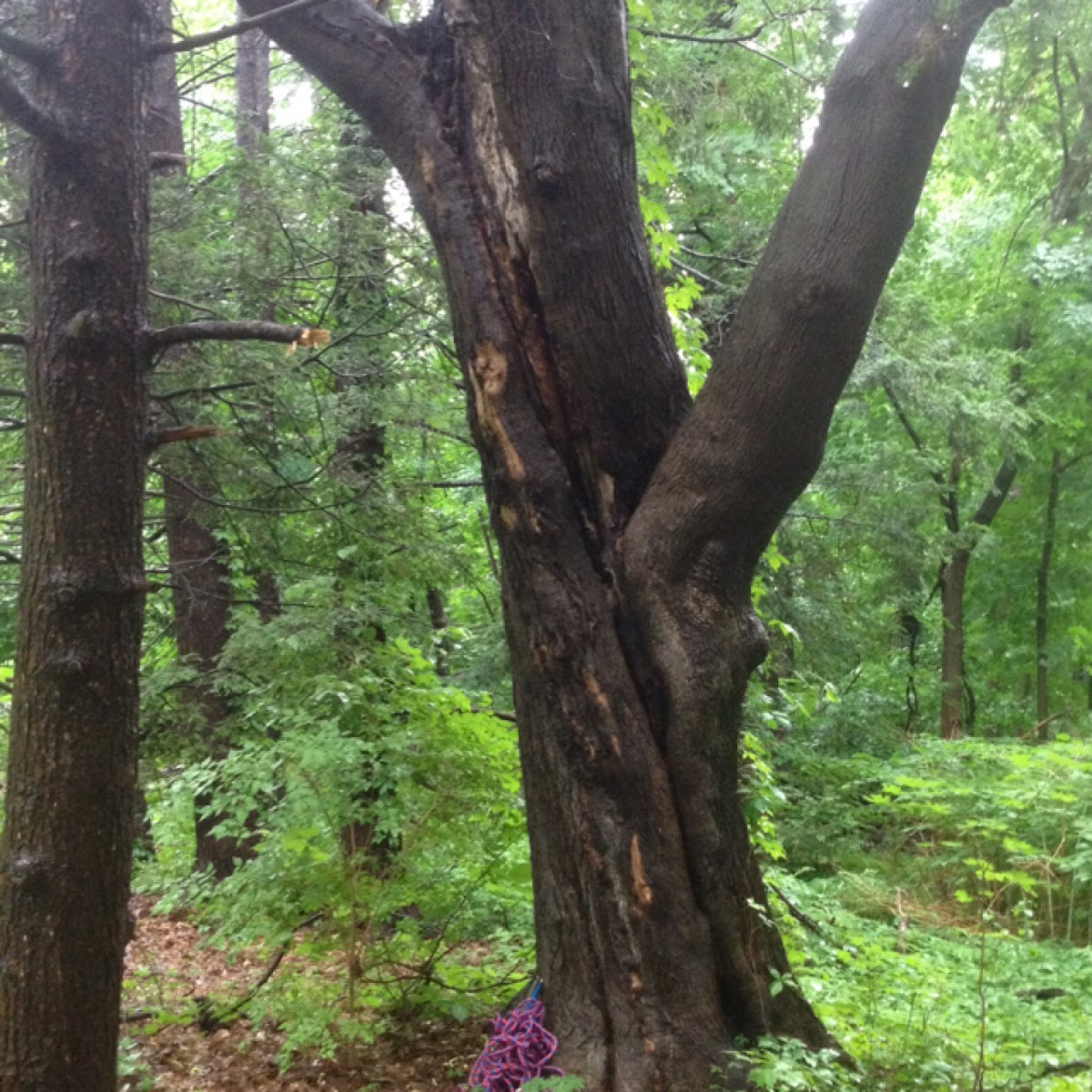 Norway Maple