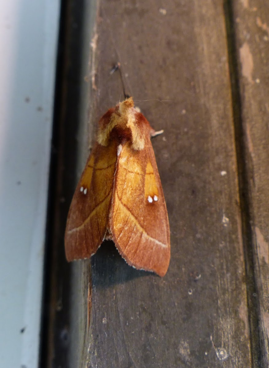 Rough prominent moth