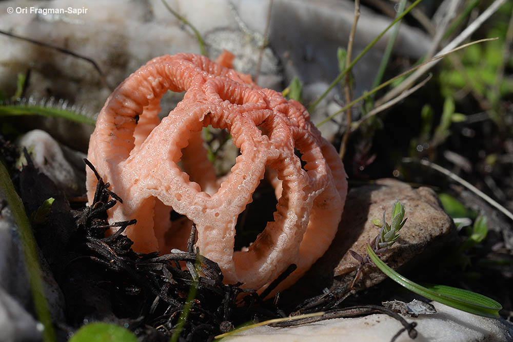 stinkhorn fungus