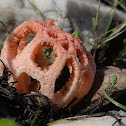 stinkhorn fungus