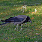 Hooded Crow