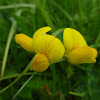 Greater Birdsfoot Trefoil