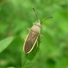 Leaf-Footed Bugs